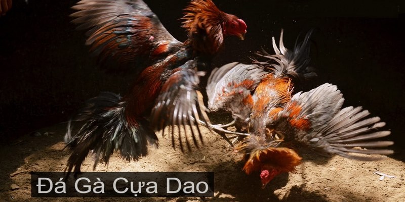 Top 2 giống gà đá cựa dao nổi tiếng nhất