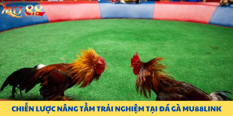 Chiến lược nâng tầm trải nghiệm tại đá gà MU88